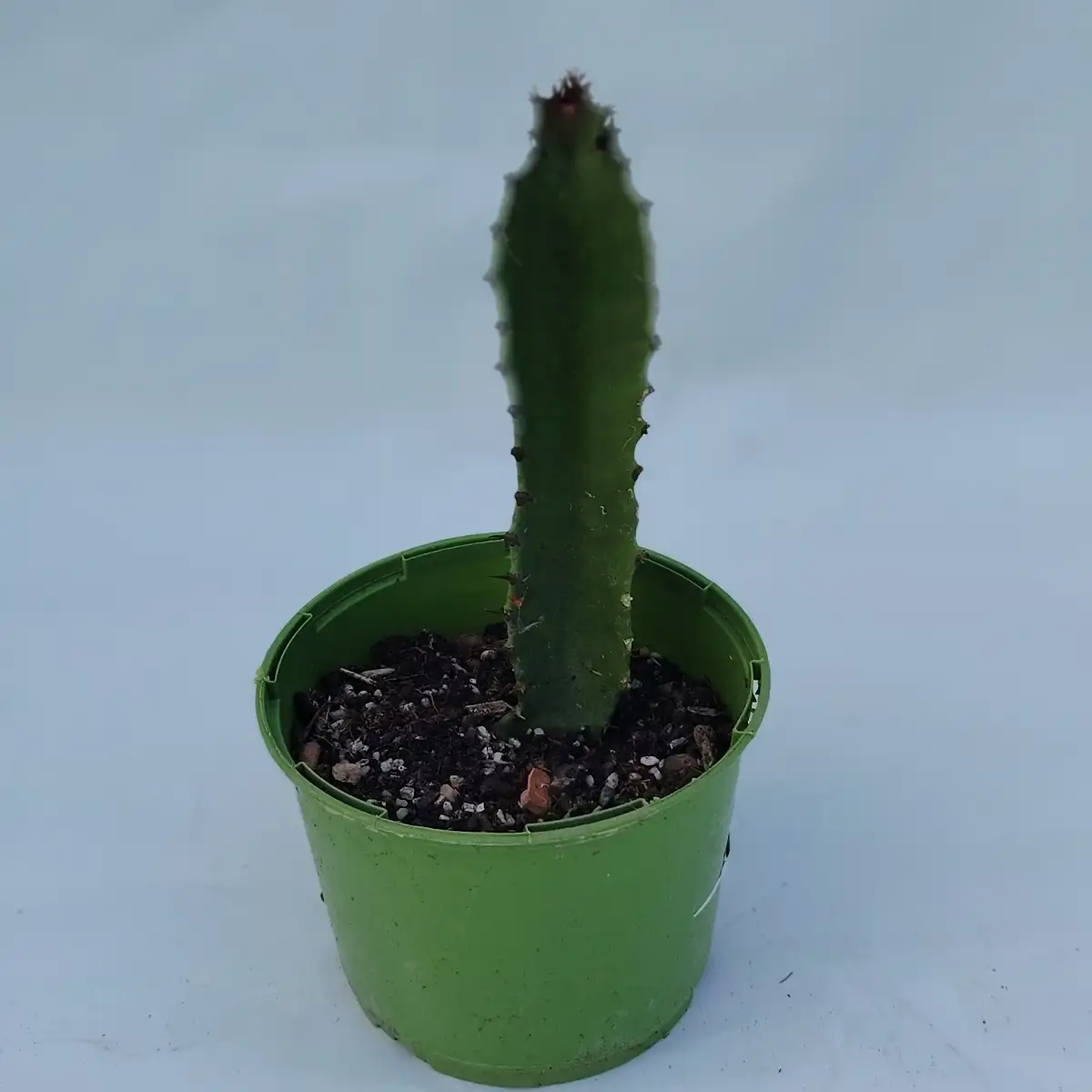 Euphorbia sp - Pot 1l
