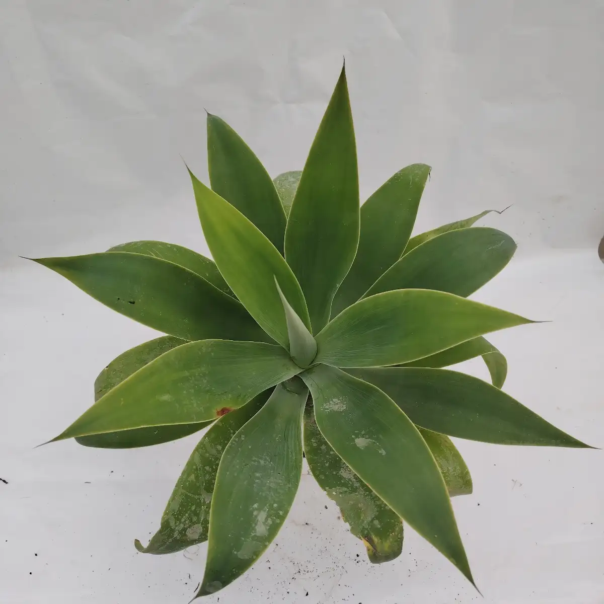 Agave attenuata -pot 2-3l