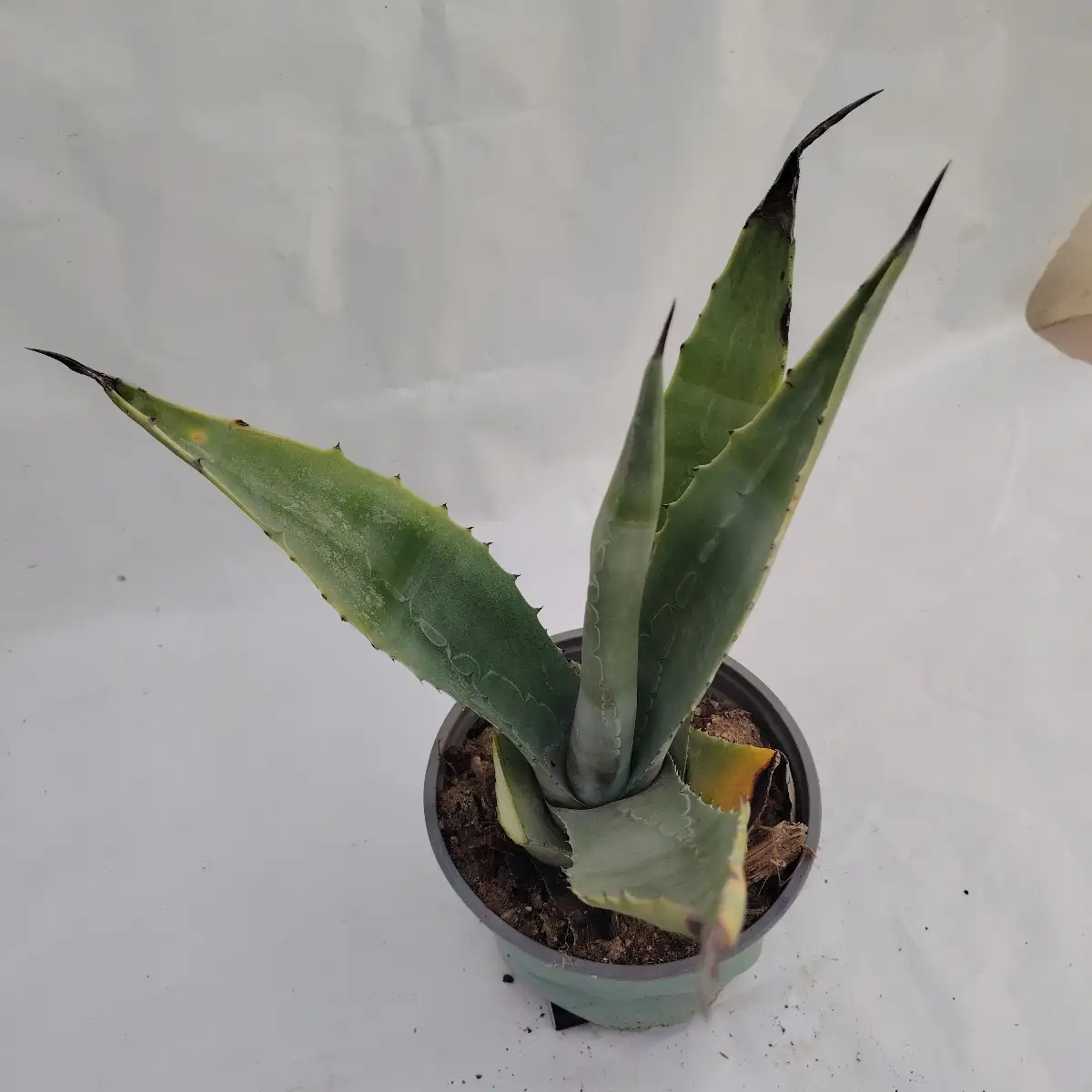 Agave americana pot 3l