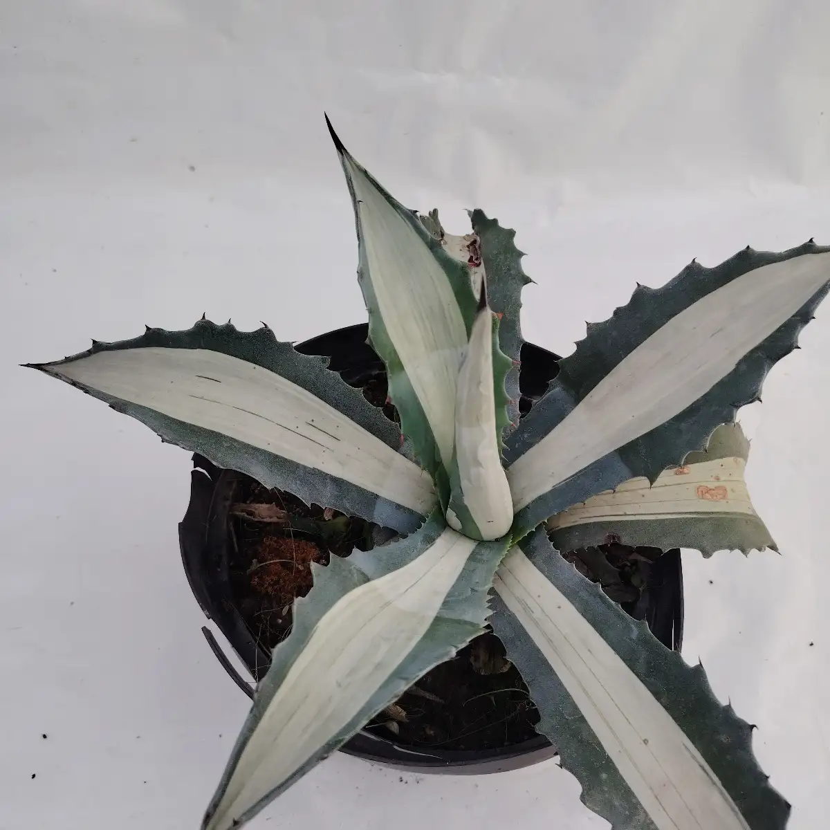 Agave americana ‘Mediopicta