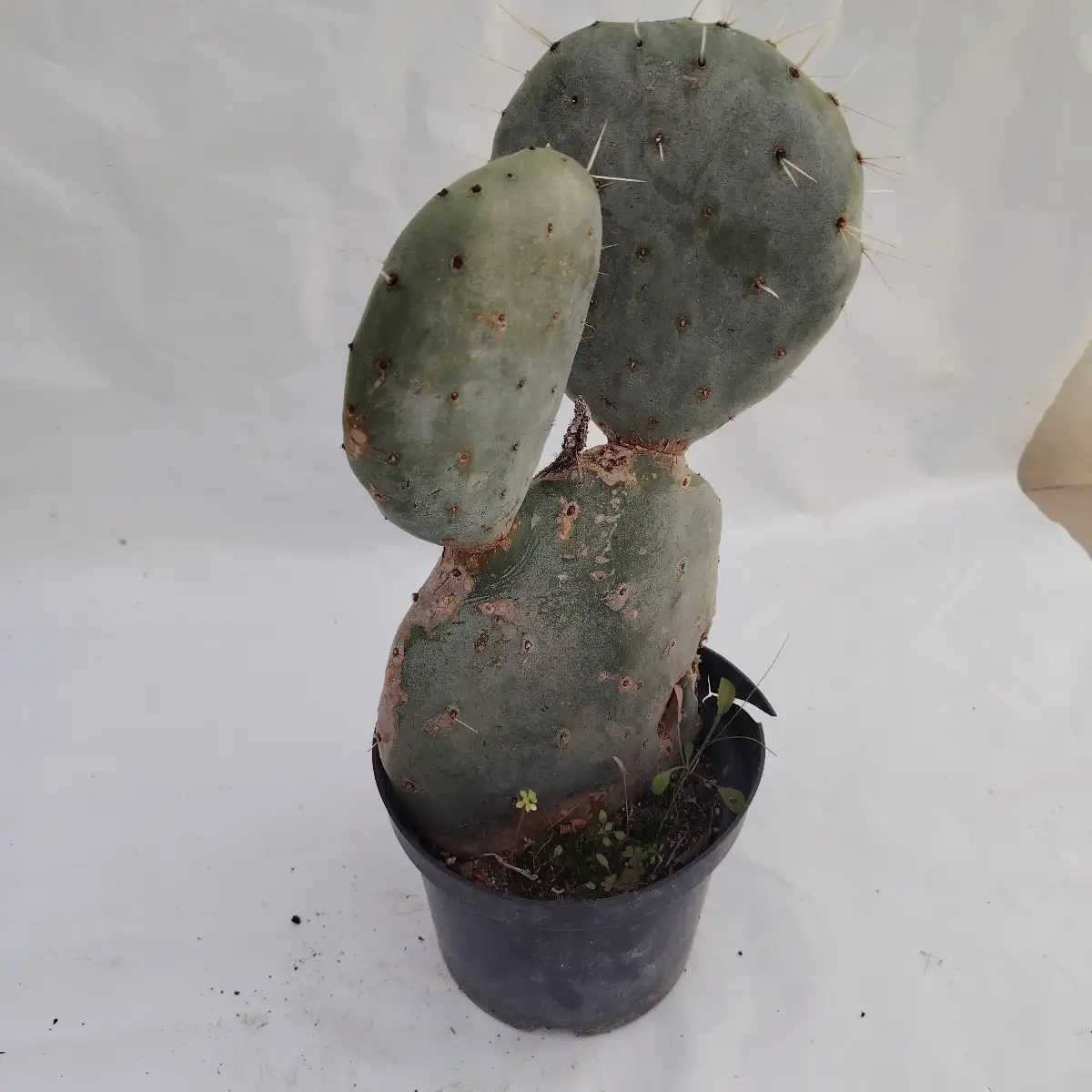 Opuntia robusta