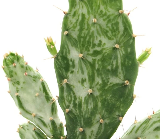 Opuntia monacantha ‘Variegata - clatode