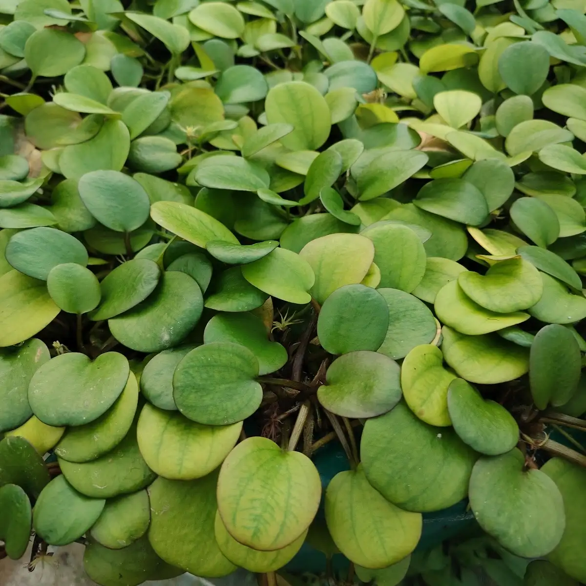 Limnobium laevigatum — Grenouillette