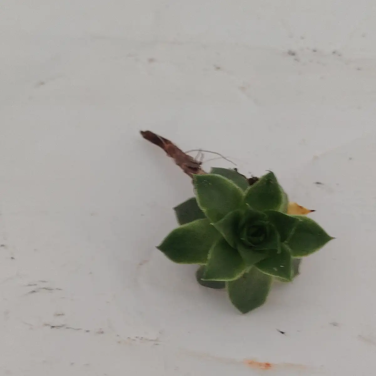 Sempervivum tectorum – La Joubarbe des toits