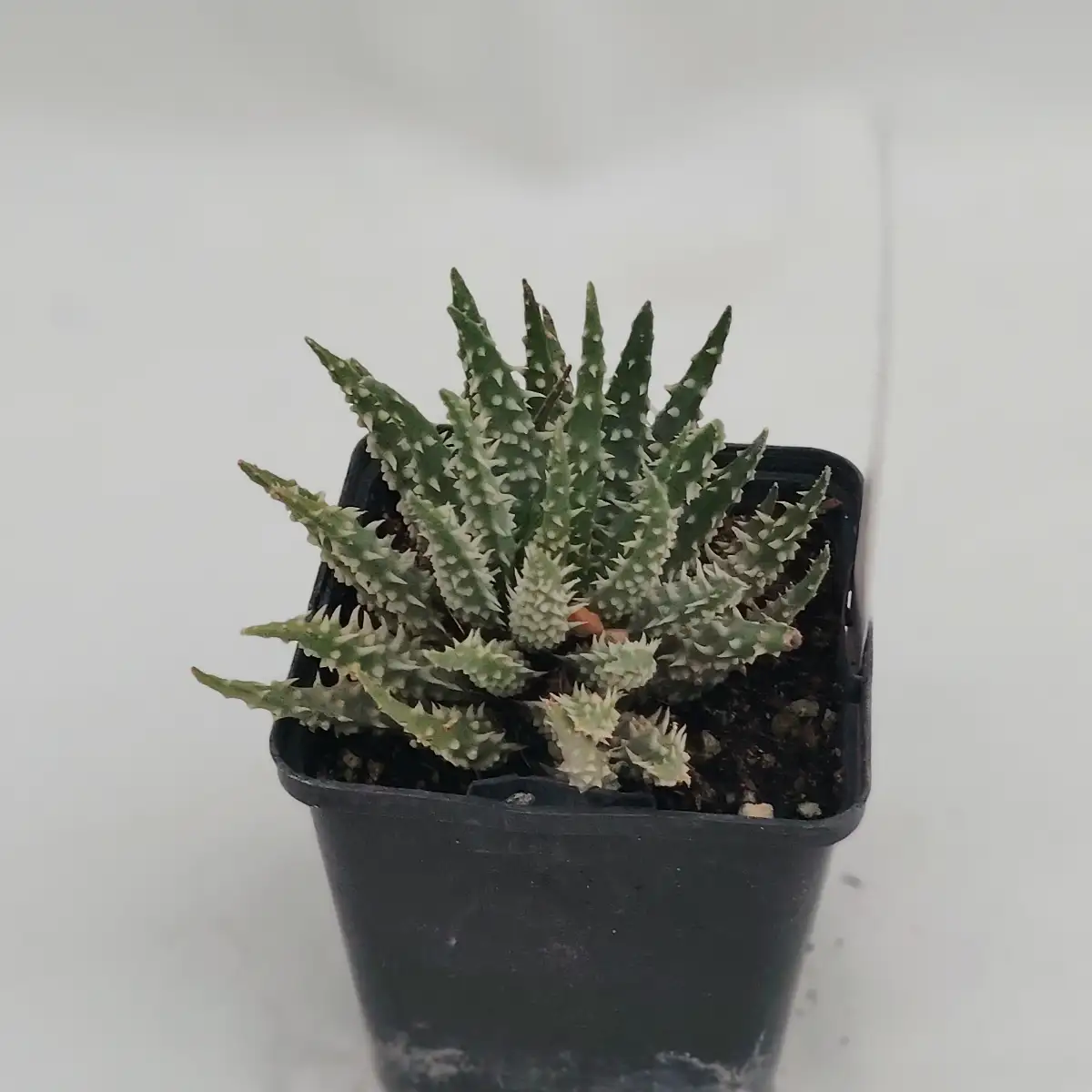 Aloe humilis – Aloe hérisson