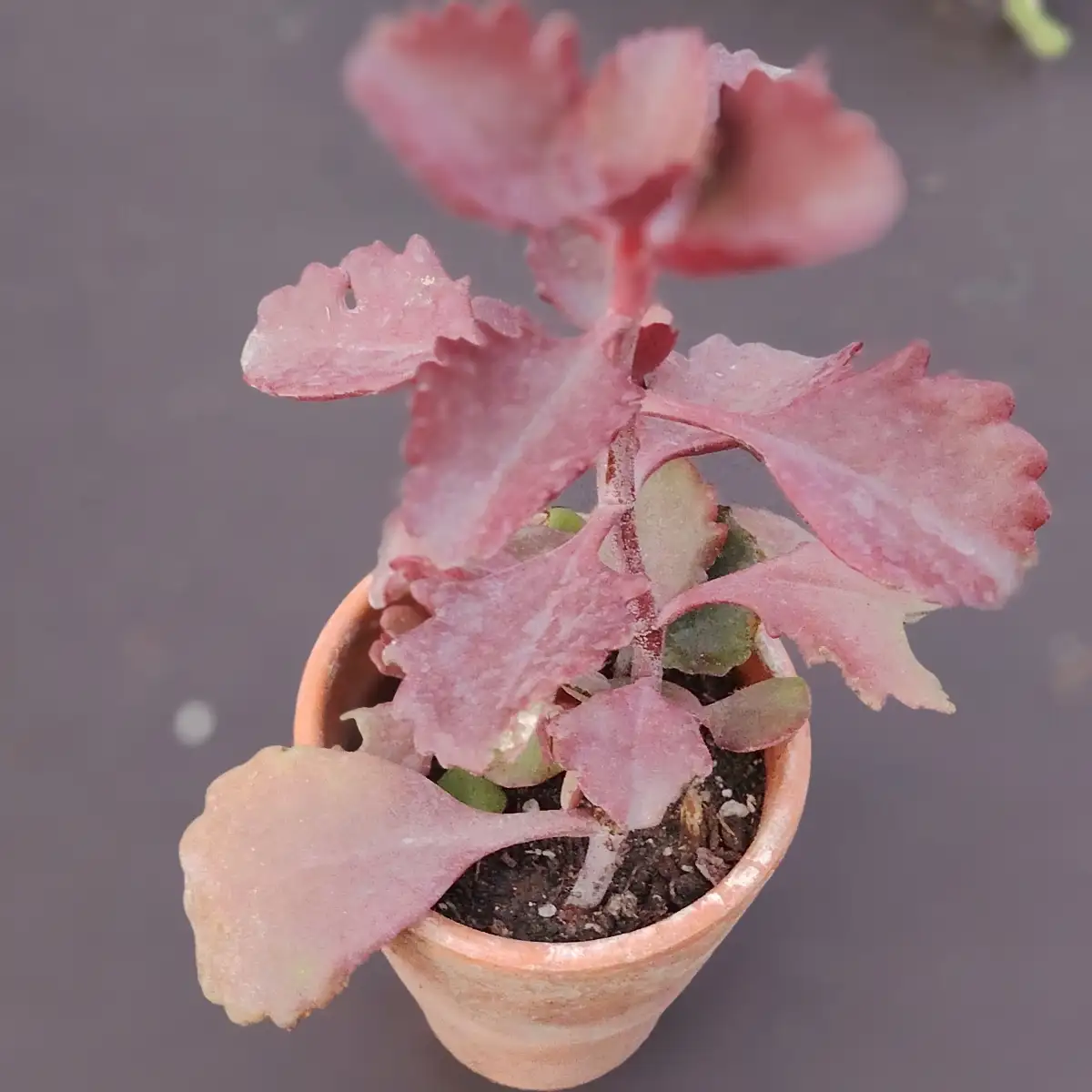 Kalanchoe sexangularis