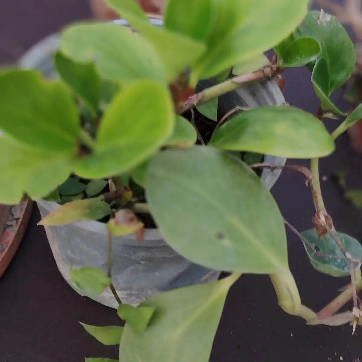 Peperomia obtusifolia