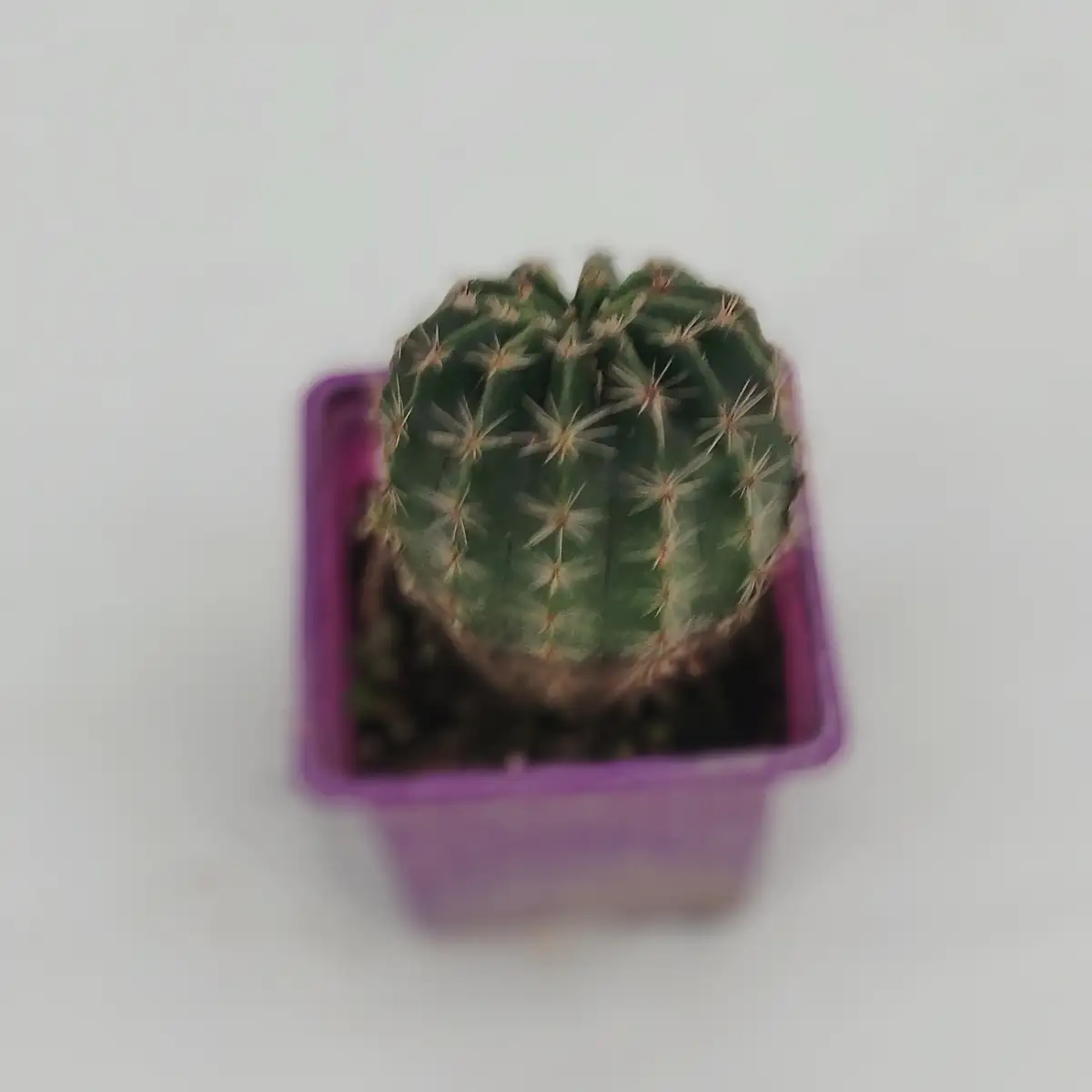 Echinopsis sp. – Couleur surprise