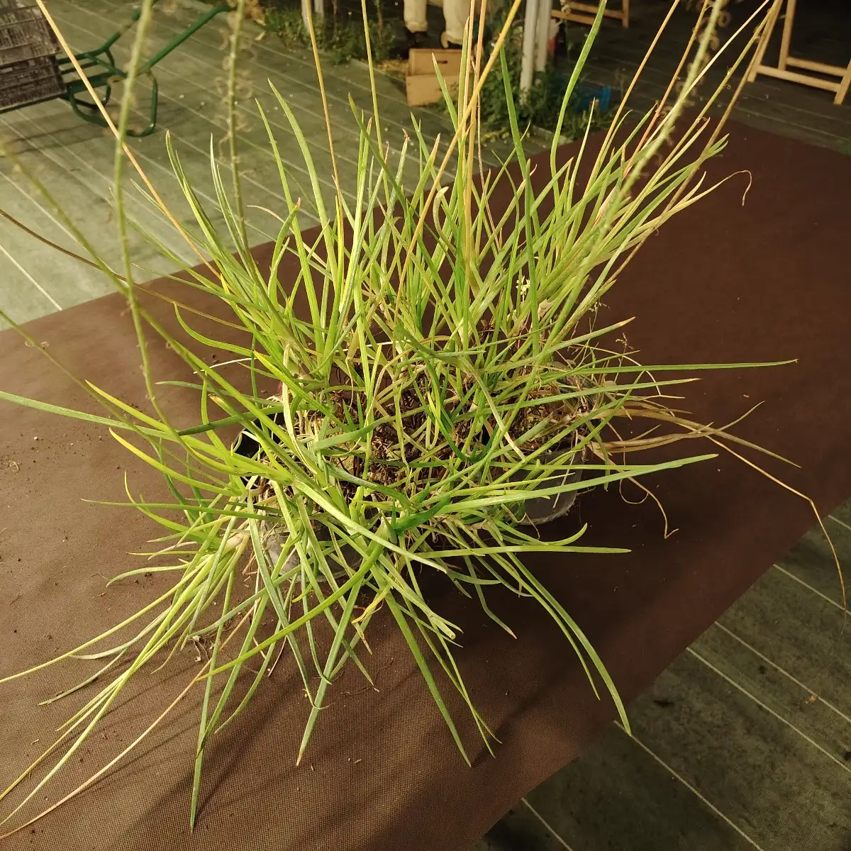 Bulbine frutescens - cut