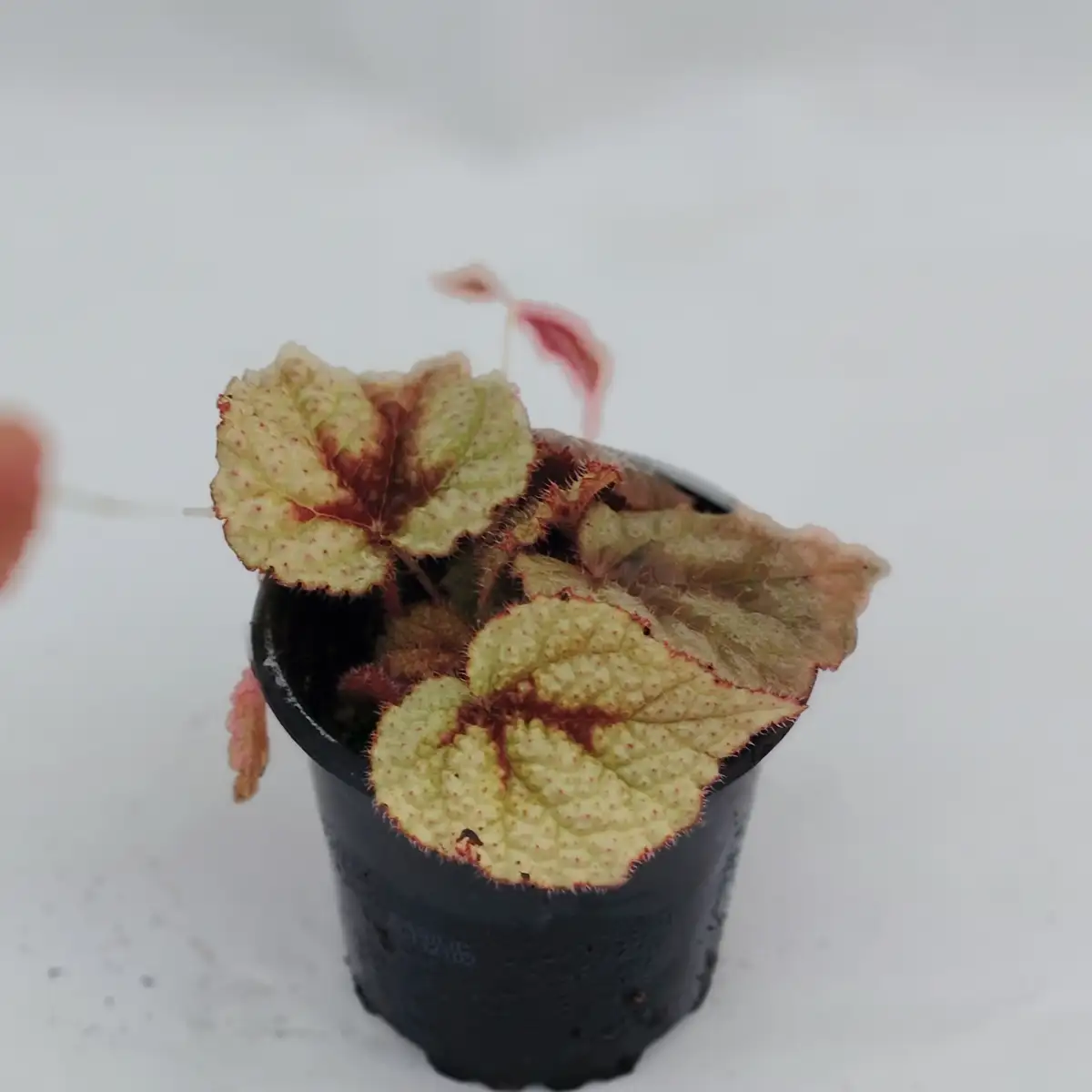 Begonia Rex sp