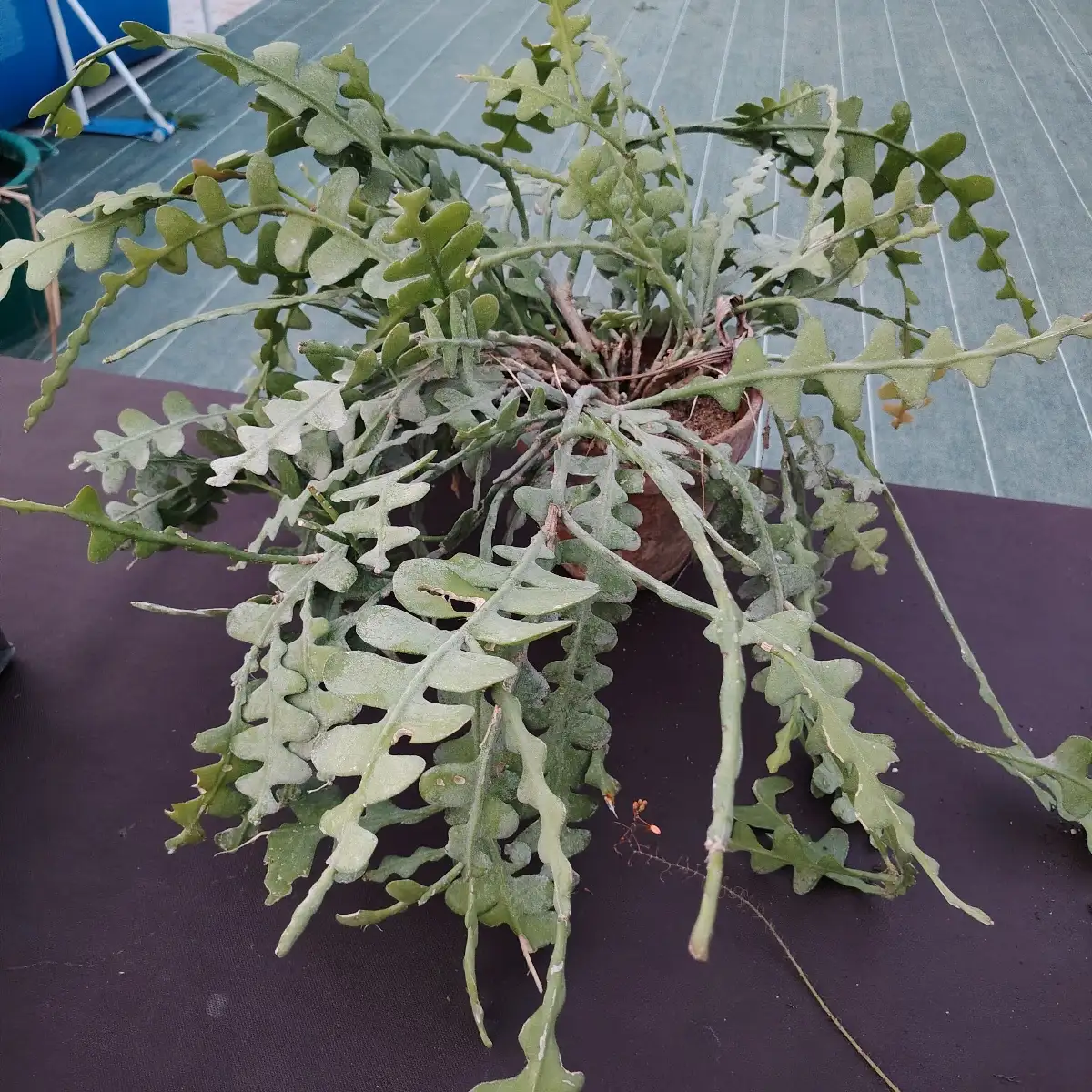 Epiphyllum anguliger- cut