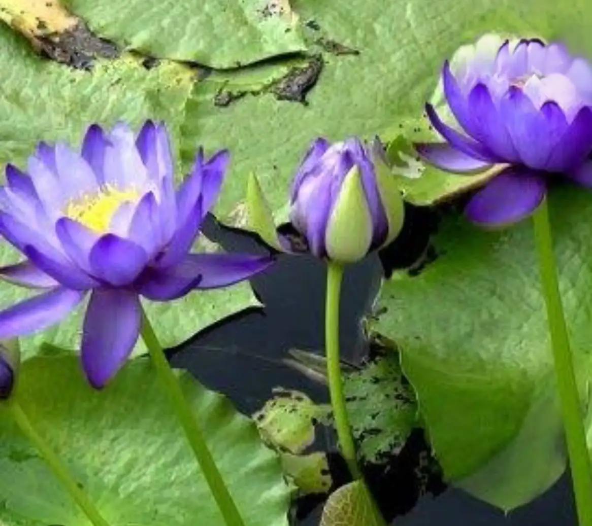 Nymphaea Gigantea blue