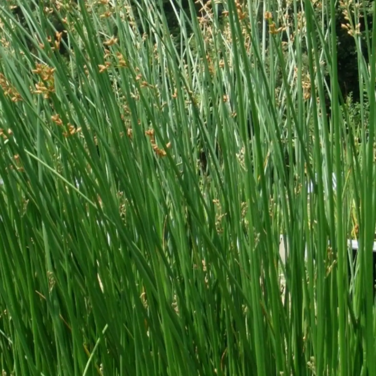 Scirpus lacustris