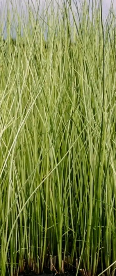 Scirpus lacustris albecens  godet 9 cm