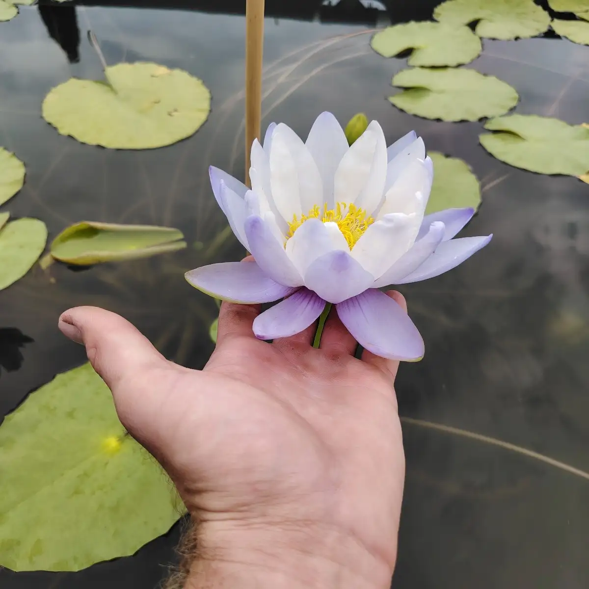 Nymphaea Gigantea blue