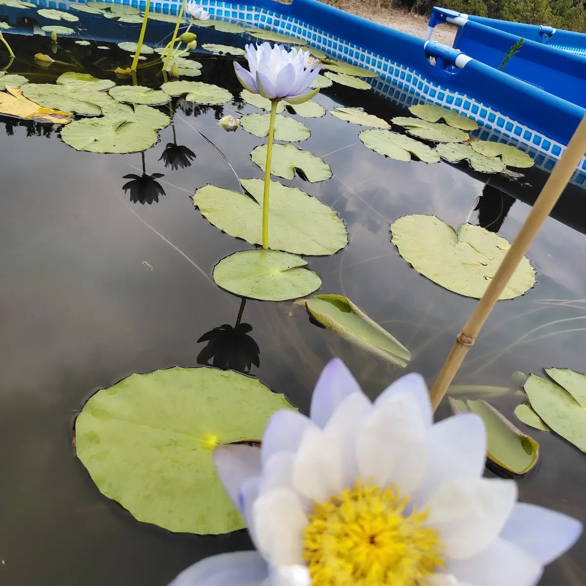 Nymphaea Gigantea blue
