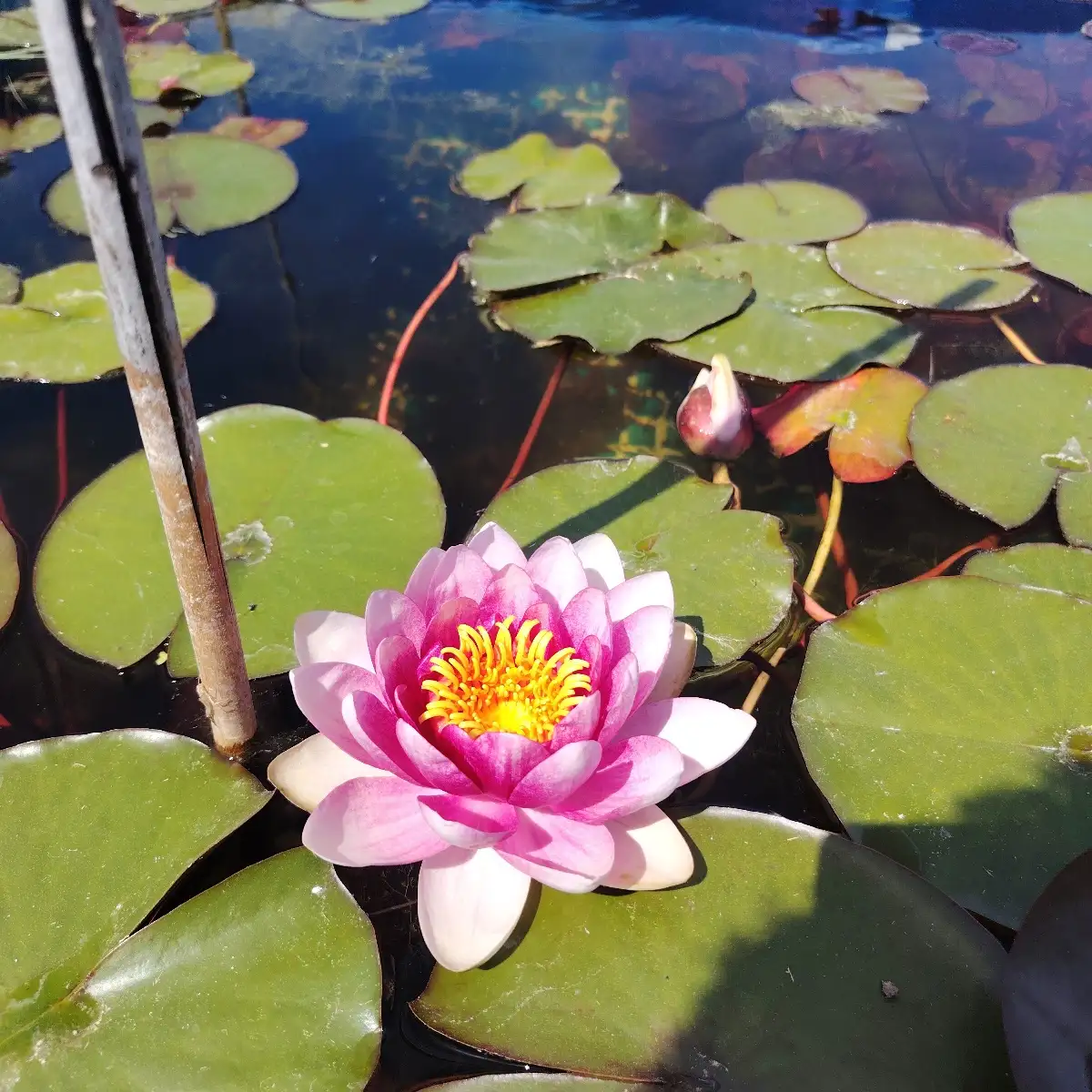 Nymphaea attraction