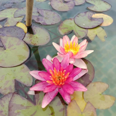 Nymphaea Fire Crest