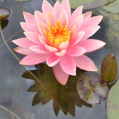 Nymphaea Colorado