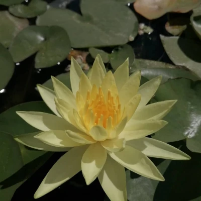 Nymphaea Pinwaree