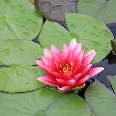 Nymphaea Dallas