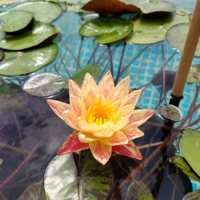 Nymphaea Paranee