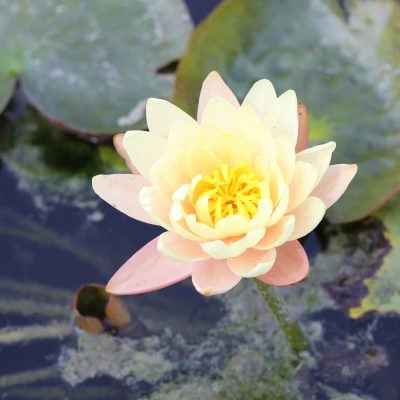 Nymphaea chrysantha