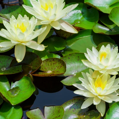 Nymphaea Izia