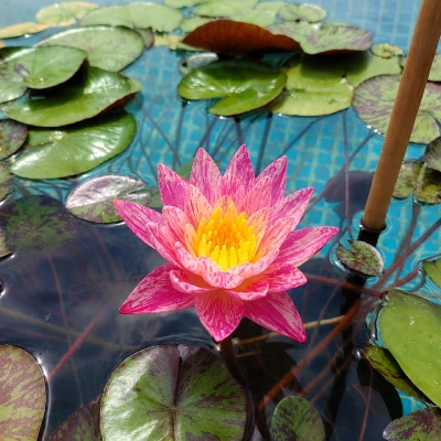 Nymphaea Nettie Stevens