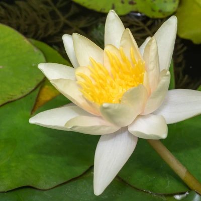 Nymphaea bouton d'or