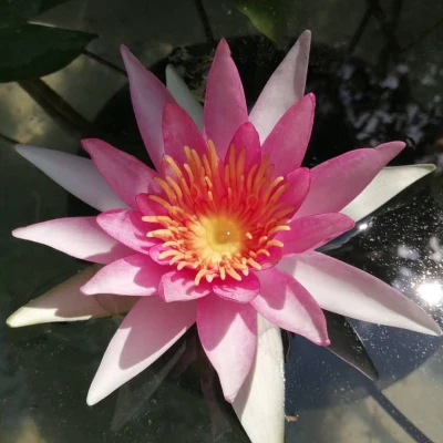 Nymphaea Berit strawn