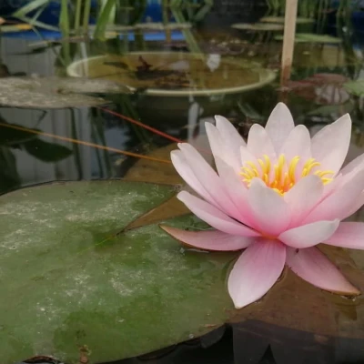Nymphaea Pink Dawn