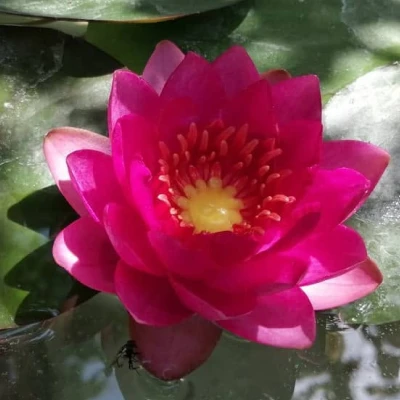 Nymphaea Xiafei (Xufei)