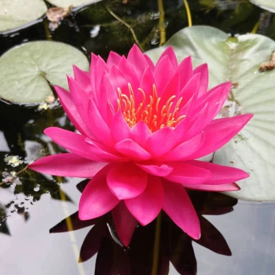 Nymphaea Fushia Pompom