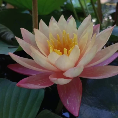 Nymphaea Sunfire
