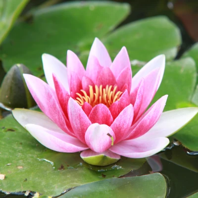 Nymphaea Peter slocum