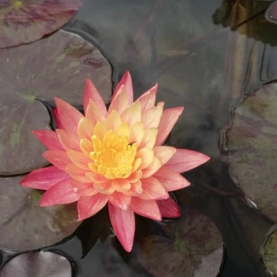 Nymphaea Raphaël