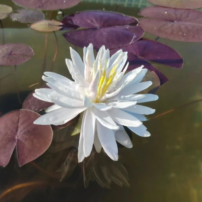Nymphaea white 1000 petals