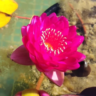 Nymphaea Manee Red