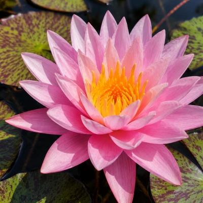 Nymphaea Gérard Malinvaud