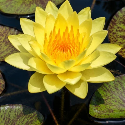 Nymphaea Golden Goblet
