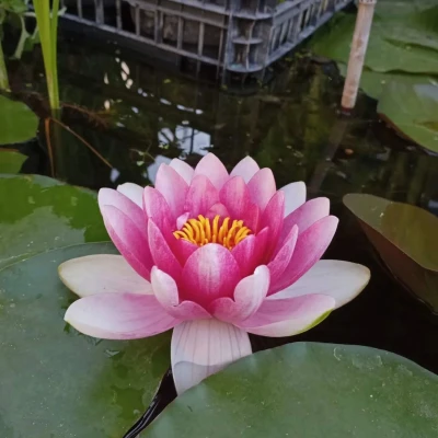 Nymphaea Hollandia