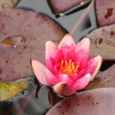 Nymphaea Aurora