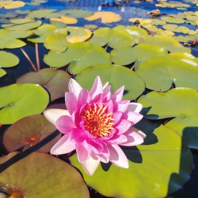 Nymphaea Painted Lady