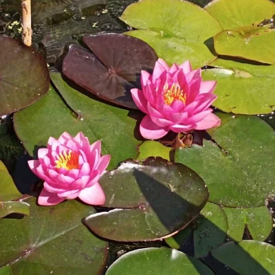 Nymphaea Pygmaea Rubra