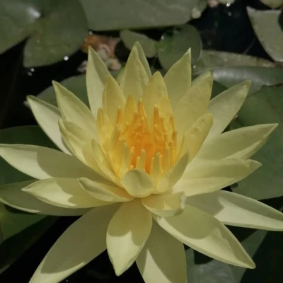 Nymphaea Arc en Ciel