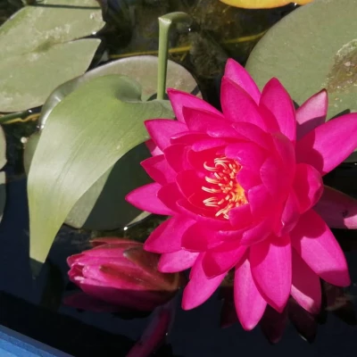 Nymphaea Lothar von Oldehoff