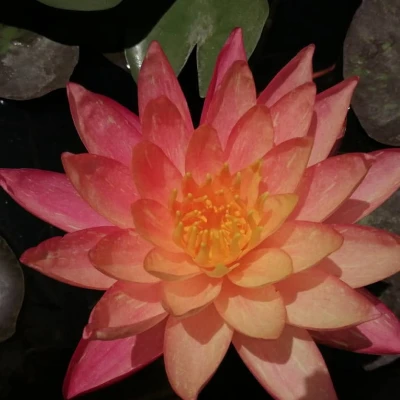 Nymphaea Snowflake