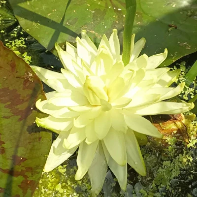 Nymphaea Puttaruksa