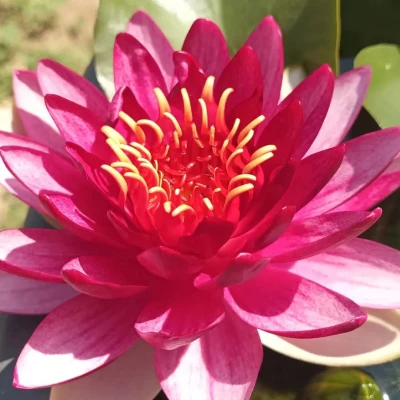 Nymphaea Stromboli